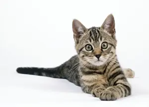 Tabby Kitten Pictures Drucke: Tabby Cat - kitten lying down