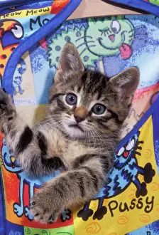 Tabby Cat Pictures Drucke: Tabby Cat Kitten in peg bag