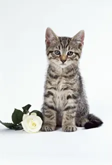 Cat Photography Prints Drucke: Tabby Cat -kitten with rose