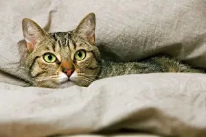 Bilder aus dem Jahr 2000: Katze mit Tabattattoo - liegt im Körbchen