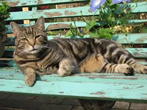 Ardea Wildlife Prints Drucke: Tabby Cat - Lying down on old bench