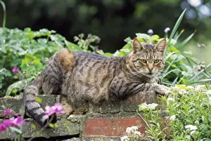 Feline Photography Prints Drucke: Tabby Cat - lying on wall