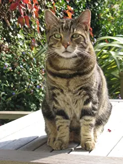 Ardea Wildlife Prints Drucke: Tabby Cat - Sitting down on garden table