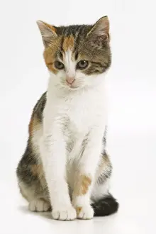 Feline Photography Prints Drucke: Tabby and white Cat - kitten