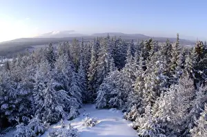Russian Wilderness Scenery Drucke: Taiga-forest and a view to Denezhkin Kamen mountain (1492m)