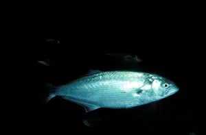Wildlife Fish Photos Drucke: Tailor Fish JPF19276
