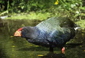 New Zealand Native Birds Drucke: Takahe