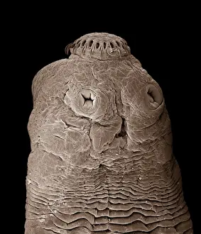 Taunwurm CHI0860