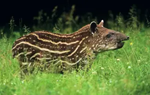 Drucke von USH-1206 Tapirus terrestris Duncan Usher Bitte beachten Sie, dass Drucke nur für persönliche Anzeigezwecke gedacht sind und nicht reproduziert werden dürfen Tapir Drucke: Young Tapir