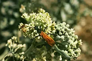 Francois Gohier Photography Drucke: Tarantula Hawk Wasp