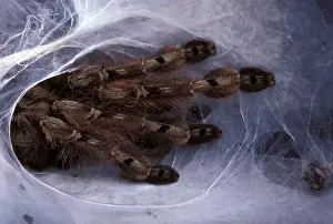 Ardea Wildlife Photography Drucke: Tarantula - at nest