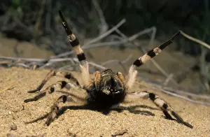 Arachnid Wildlife Photography Drucke: Tarantula spider in threatening pose