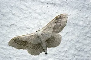 Australian Moths Drucke: Tawny Wave Moth
