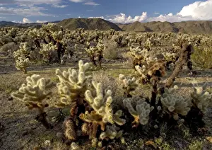 Teddy Bear Cholla Cactus Drucke: Teddy-bear Cholla Cactus