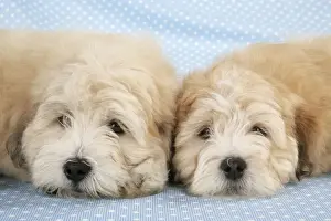 Cross Breed Dogs Drucke: Teddy Bear Dogs