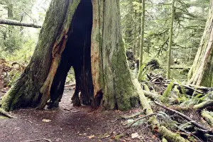Cathedral Grove Forest Drucke: Temperate rainforest - hollow tree trunk