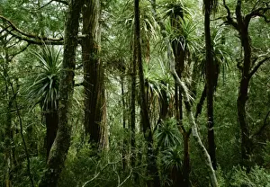 Tasmania Rainforest Drucke: Temperate Rainforest with Pandanus