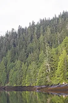 Temperate Rainforest Drucke: Temperate rainforest - view of trees by estuary