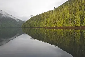 Temperate Rainforest Landscape Drucke: Temperate rainforest - view of trees with reflection in estuary