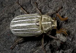 Insect Prints For Sale Drucke: Ten-lined June beetle, or chafer