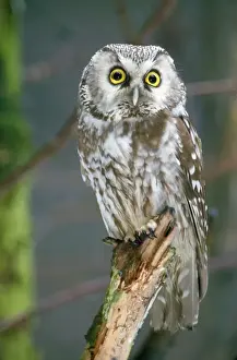 Johan De Meester Artwork Drucke: Tengmalm's Owl