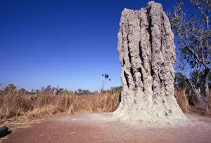 Australian Wildlife Photographer Drucke: Termite Mound - Australia