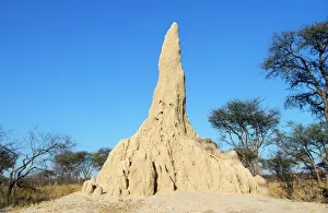 Okavango Delta Wildlife Drucke: Termite Mound Chitabe, Okavango Delta, Botswana