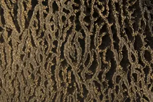 Kimberley Western Australia Drucke: Termites adding to a mound, Mitchell Plateau, Kimberley, Western Australia