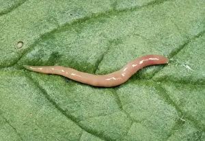 Wildlife Photography Cornwall Drucke: Terrestrial Flat Worm Cornwall, UK