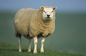 Rindvieh Texel - Ewe