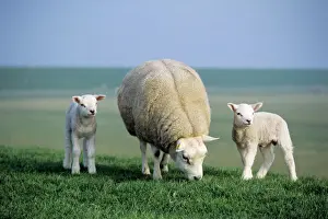 Schafe Drucke: Rindvieh von Texel - Ewe mit Zwillingsschafen, Insel Texel, Niederlande