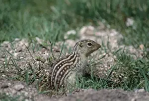 Francois Gohier Photography Drucke: Thirteen-lined Ground Squirrel
