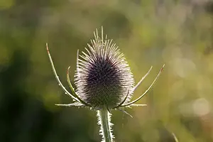 Plant Identification Guide Drucke: Thistle