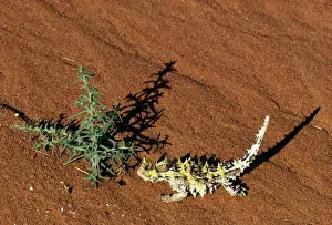 Desert Reptiles Drucke: Thorny Devil