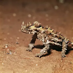 Australian Lizard Species Drucke: Thorny Devil Lizard