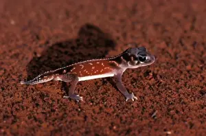 Australian Desert Animals Drucke: Three-lined knob-tail gecko