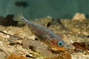 Drucke von Gastropus tri spinneus Dornstechel Gasterosteus aculeatus Jacopo Radi Beachten Sie, dass Drucke nur für persönliche Anzeigezwecke gedacht sind und nicht reproduziert werden dürfen Stichling Drucke: Dreischnellstachelwels