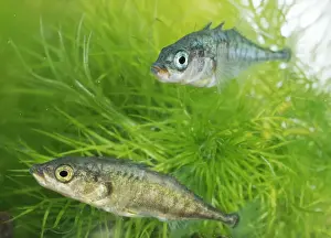 Three Spined Stickleback Drucke: Two Three-spined Sticklebacks