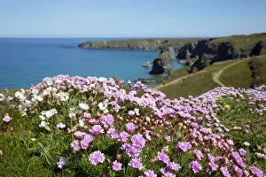 Cornish Countryside Drucke: Thrift - in flower - spring - Bedruthan Steps, Cornwall, UK