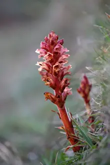 British Flora Drucke: Thyme Broomrape - Cornwall - UK