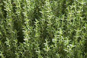 Thyme Plant Drucke: Thyme - close-up