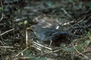 Personal Use Bird Artwork Drucke: Tickell's Thrush November India