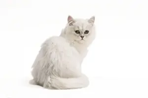 Tifanee Kat - im Studio