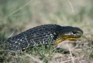 Jean Paul Ferrero Photography Drucke: Tiger Snake Australia