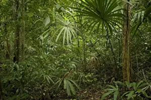 Tikal Regenwald Guatemala