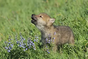 Holz / GrauerWolf - Kitzelauferin von Minnesota in den USA