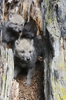 Holz / Graubärenwolf - Küken, Minnesota, Vereinigte Staaten
