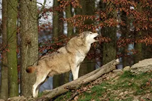 Drucke von SM-1778 Eichenwolf/Graubären Unterart Deutschland Canis lupus lycaon Stefan Meyer Bitte beachten Sie Lycaon Drucke: Zunderwolf/ Grauwolf Unterart