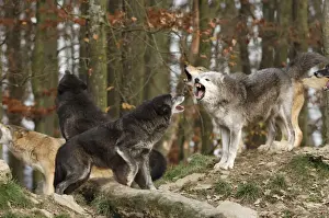Timberwolf
