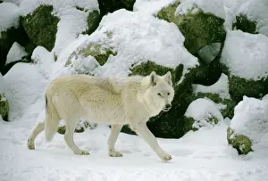 Wildlife Photography Prints Online Drucke: Timberwolf Grey wolf sub speccies